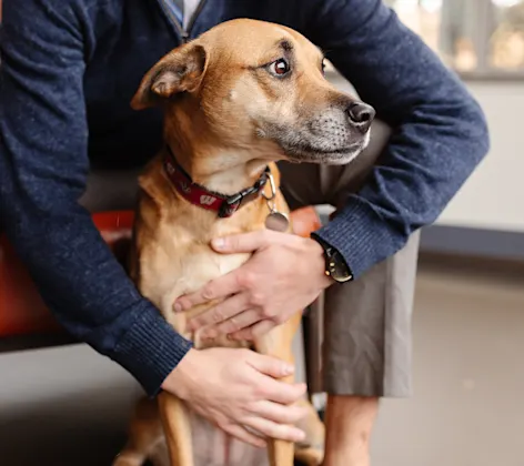 dog being held doctor dog being held doctor