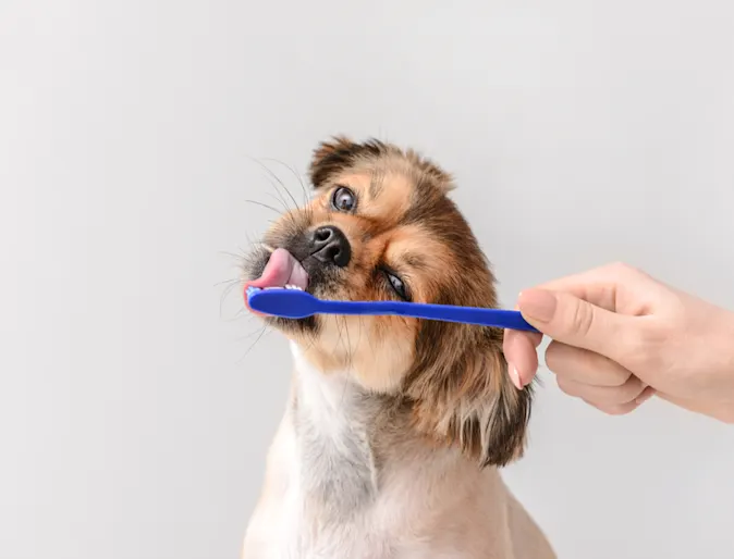 dog licking a toothbrush dog licking a toothbrush