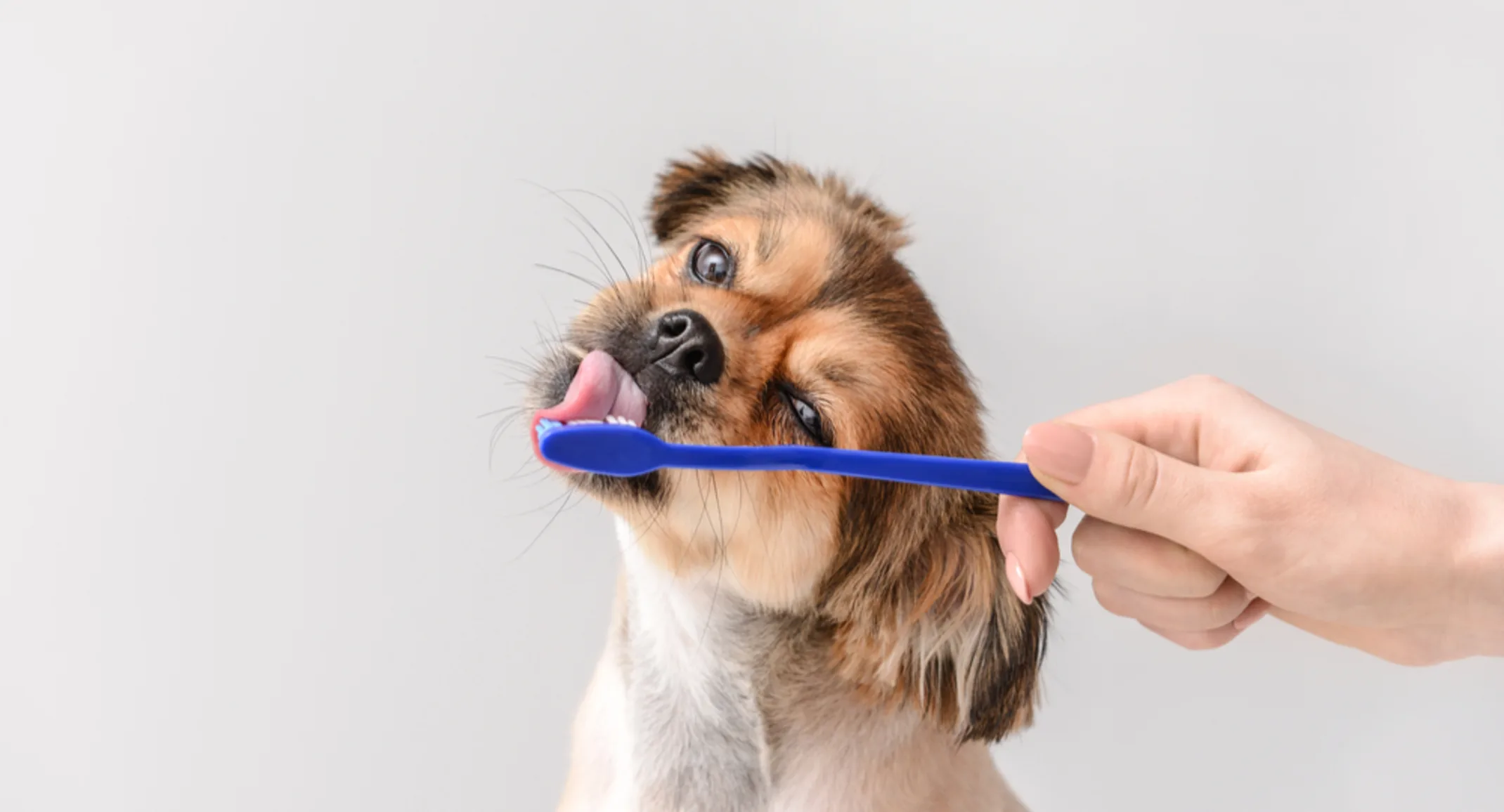 dog licking a toothbrush dog licking a toothbrush