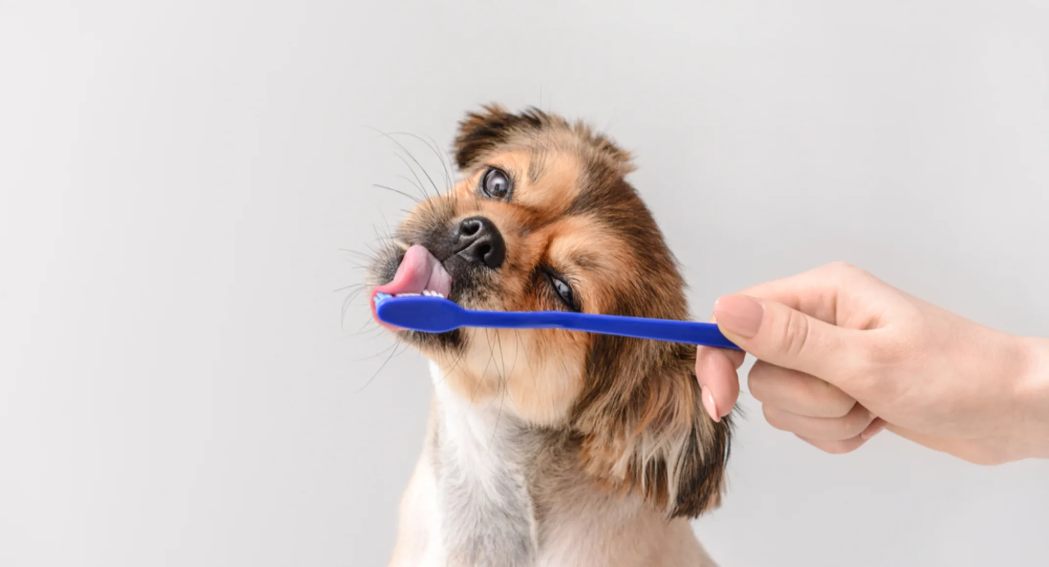 dog licking a toothbrush 