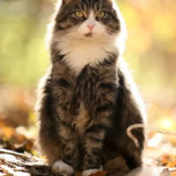 Black & White cat in autumn Black & White cat in autumn