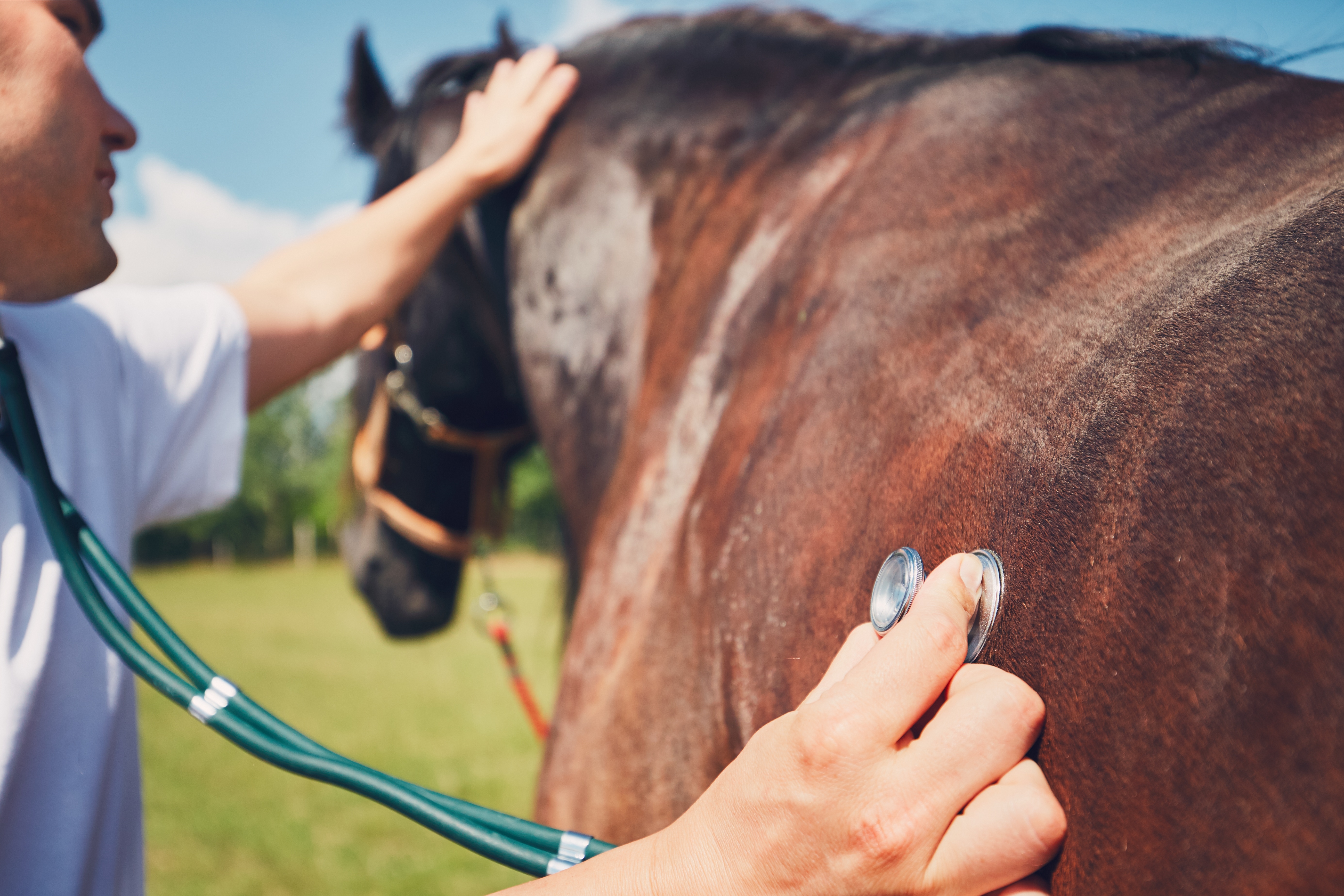 Staff using stethoscope on horse