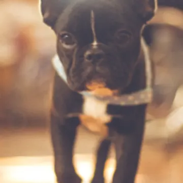 Dog with blurry background Dog with blurry background