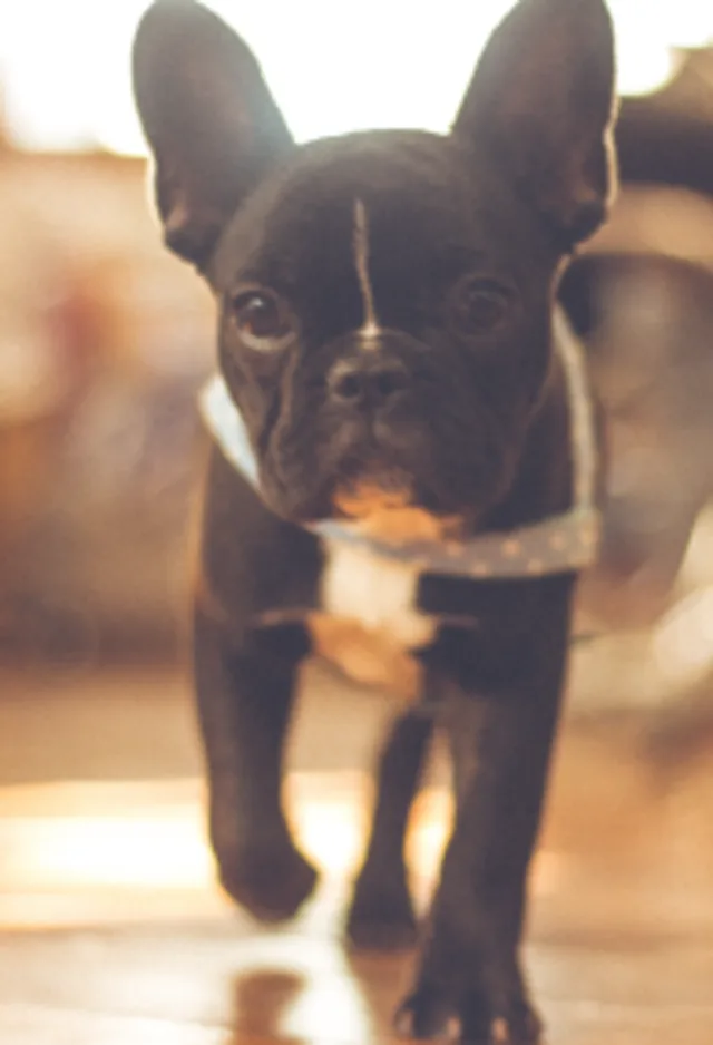 Dog with blurry background Dog with blurry background