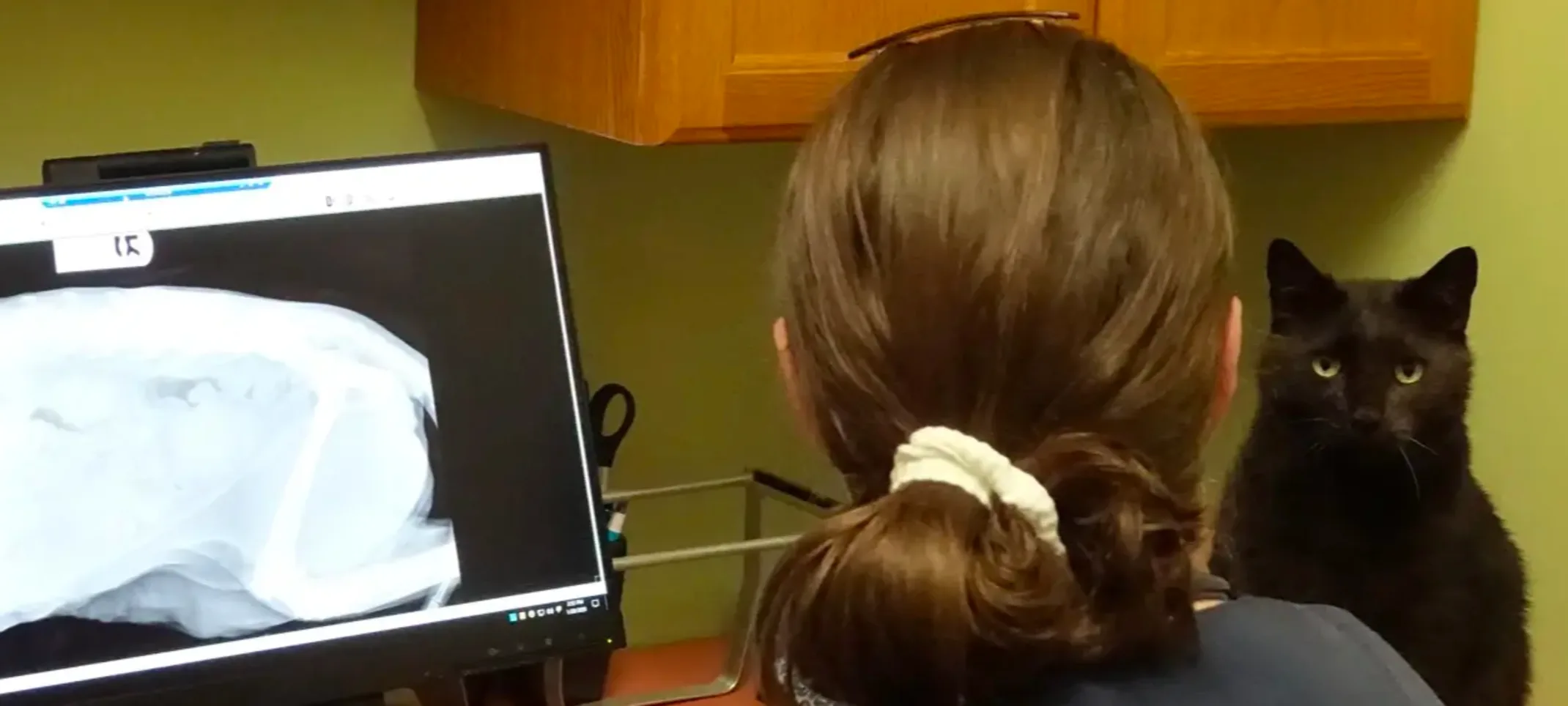 cat sitting on desk cat sitting on desk