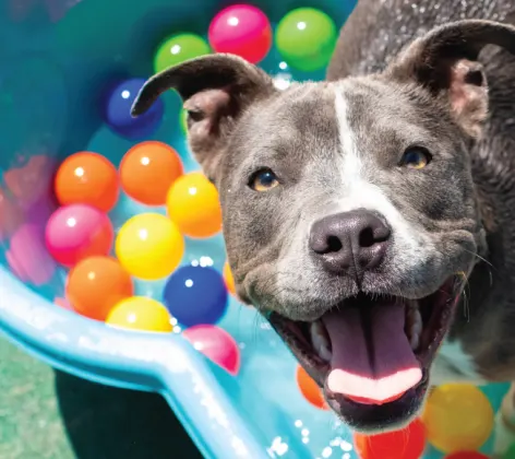 Dog playing in the pool in daycare at PetSuites