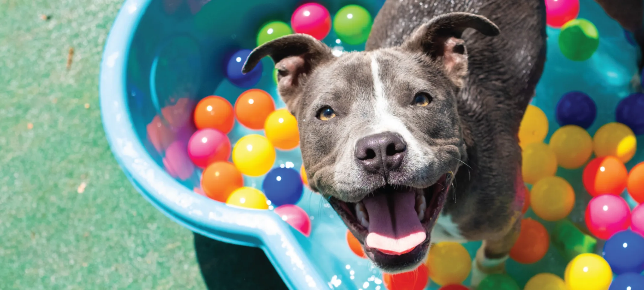 Dog playing in the pool in daycare at PetSuites