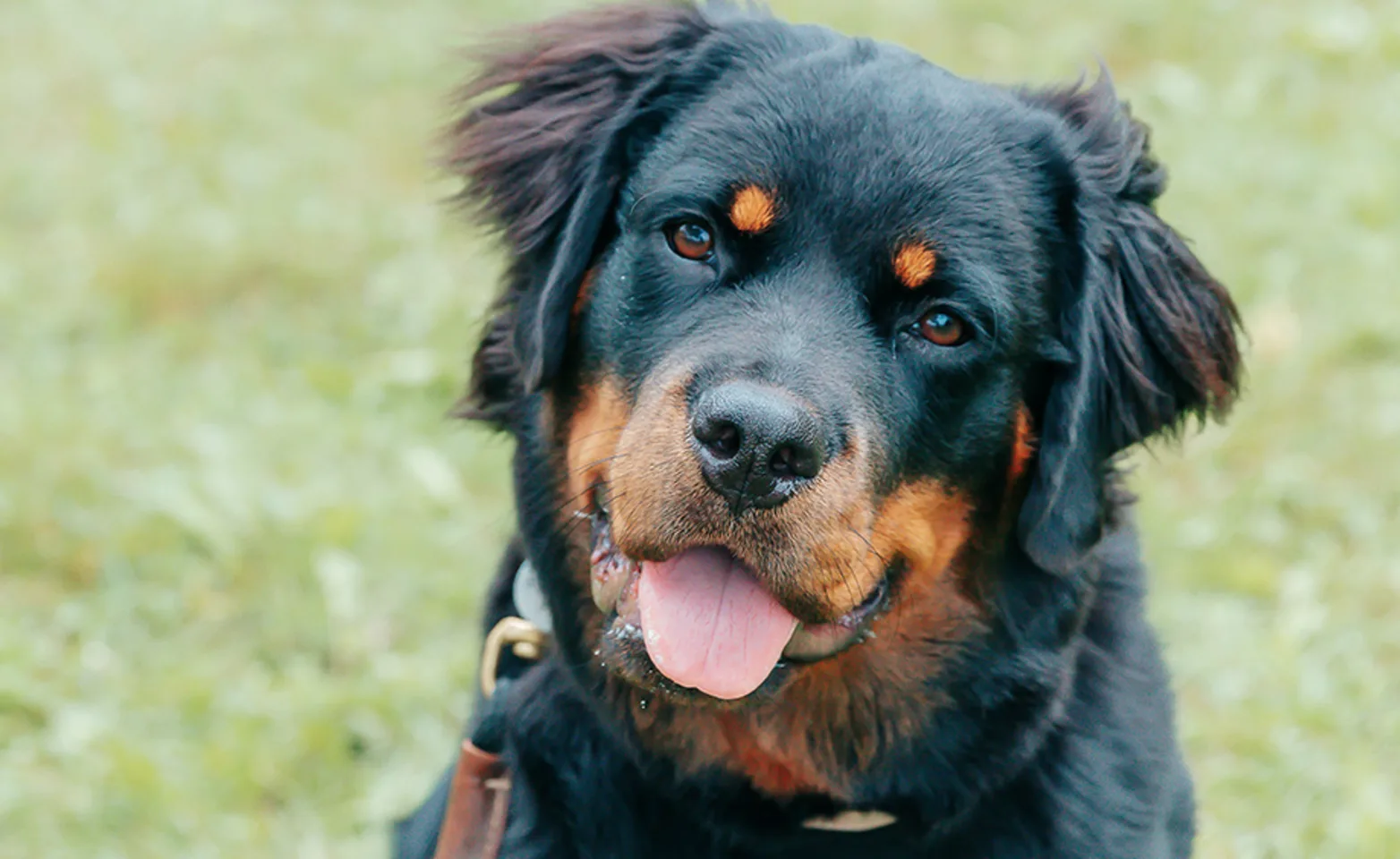 Rottweiler mix smiling in a field of grass