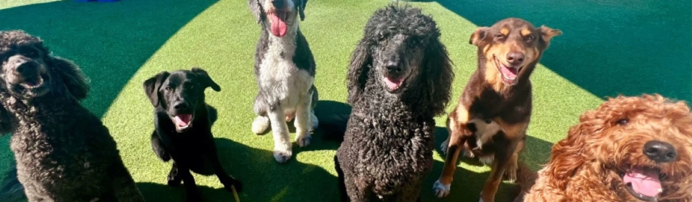 six dogs smiling for a photo six dogs smiling for a photo