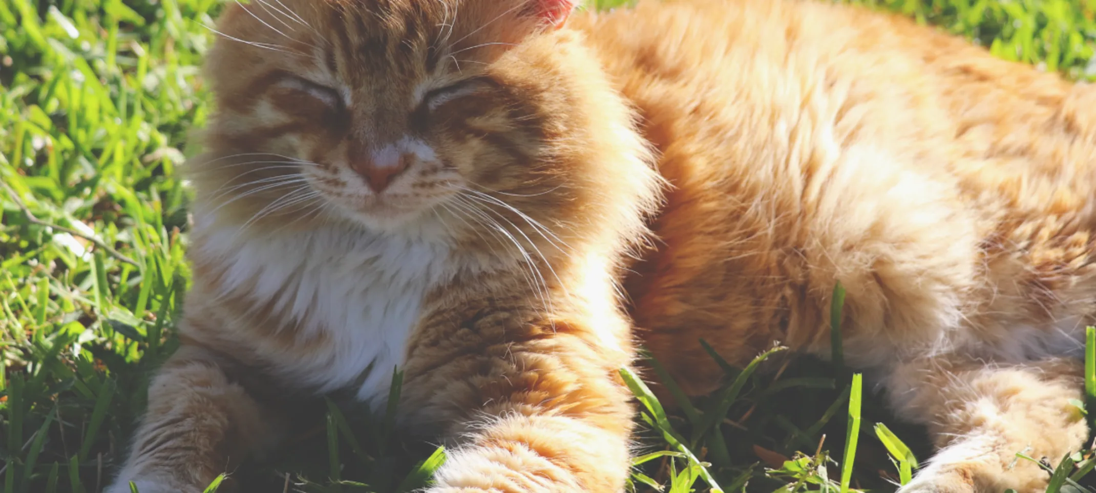 Cat sitting in the sun Cat sitting in the sun