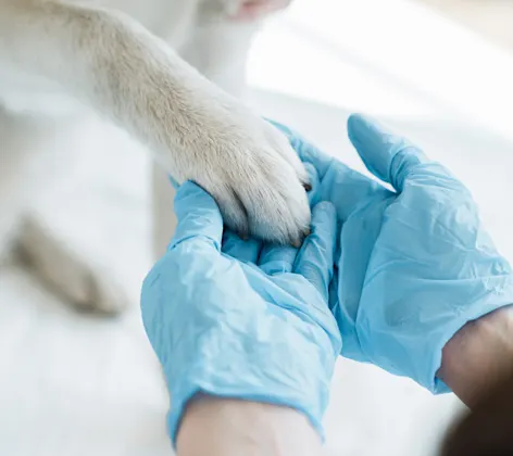 Woman holding dog's paw Woman holding dog's paw