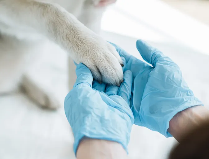 Woman holding dog's paw