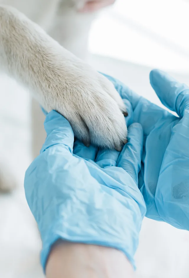 Woman holding dog's paw Woman holding dog's paw