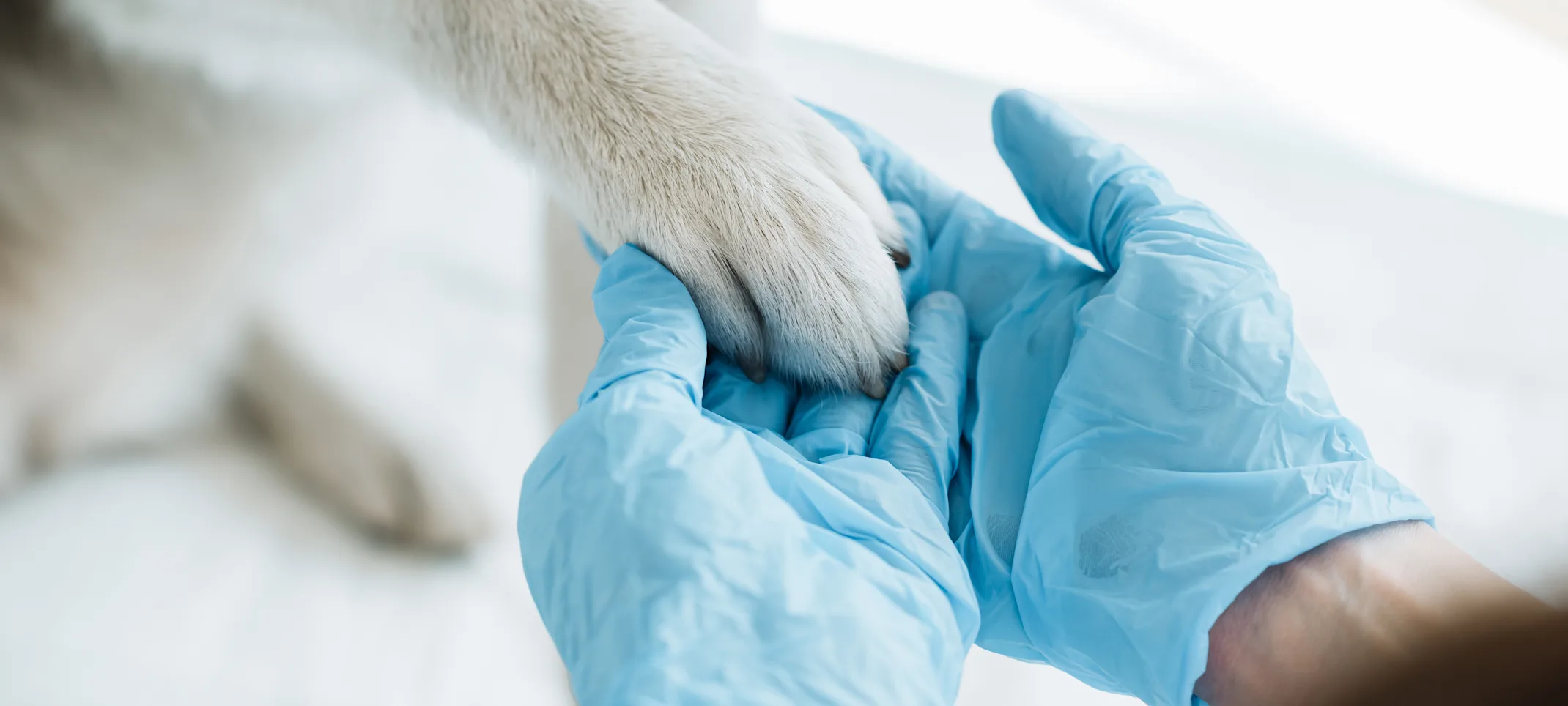 Woman holding dog's paw Woman holding dog's paw