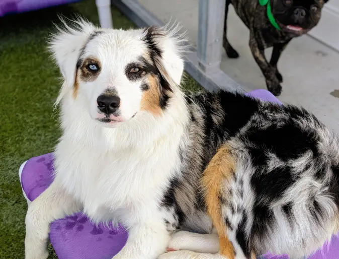 Dog laying on a bed