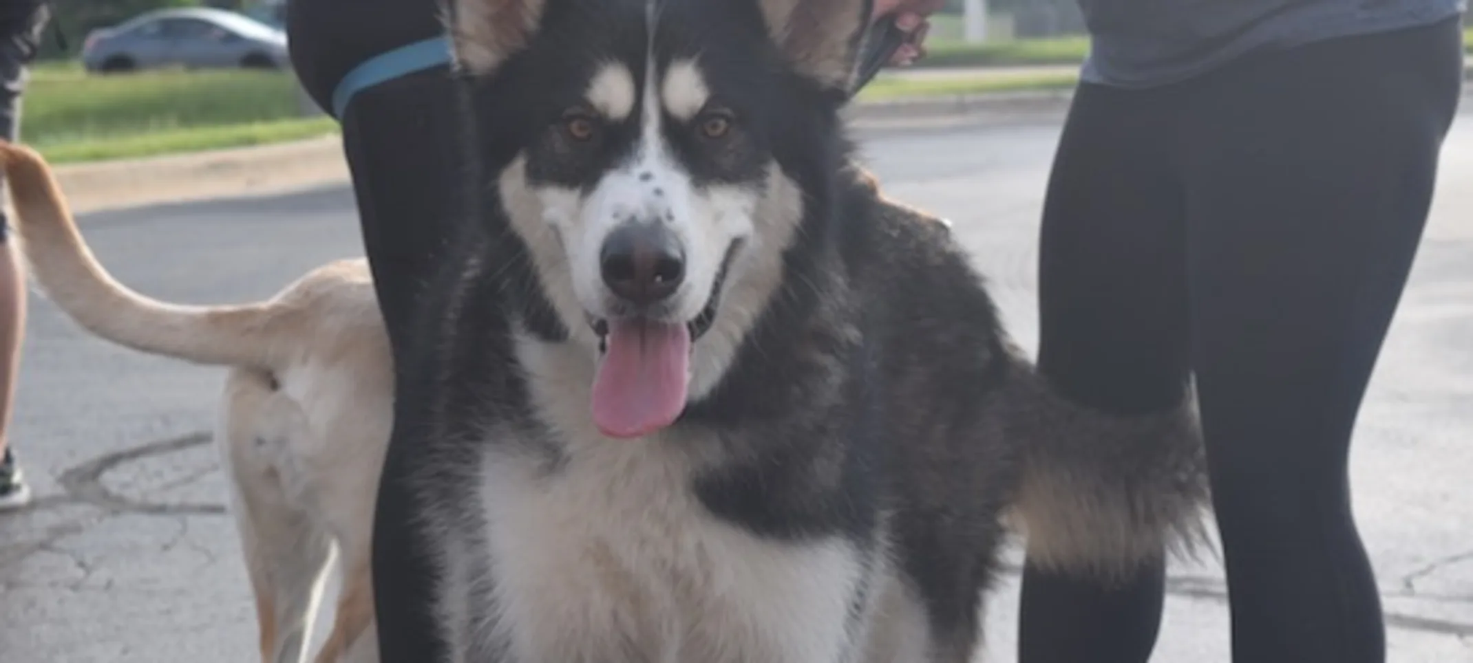 Dog with tongue out Dog with tongue out