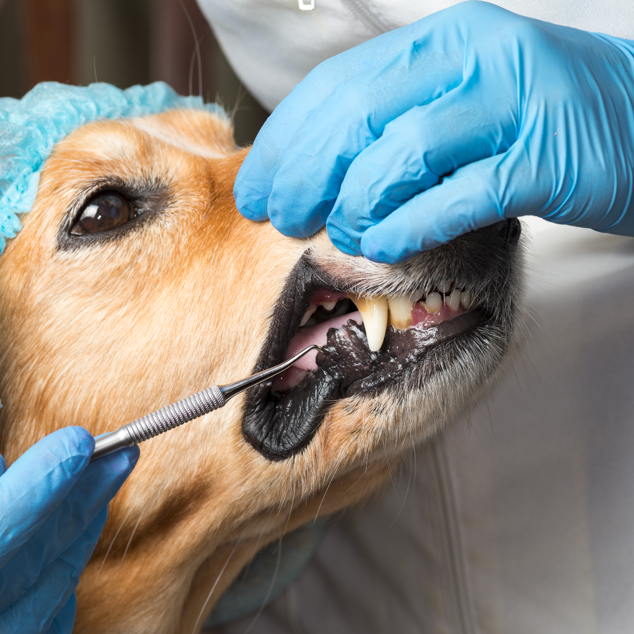 can a dogs broken jaw heal on its own