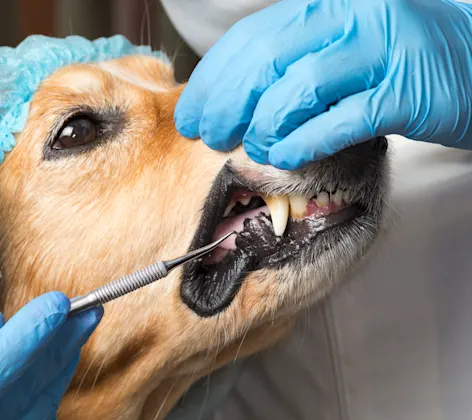 Dog getting dental work 