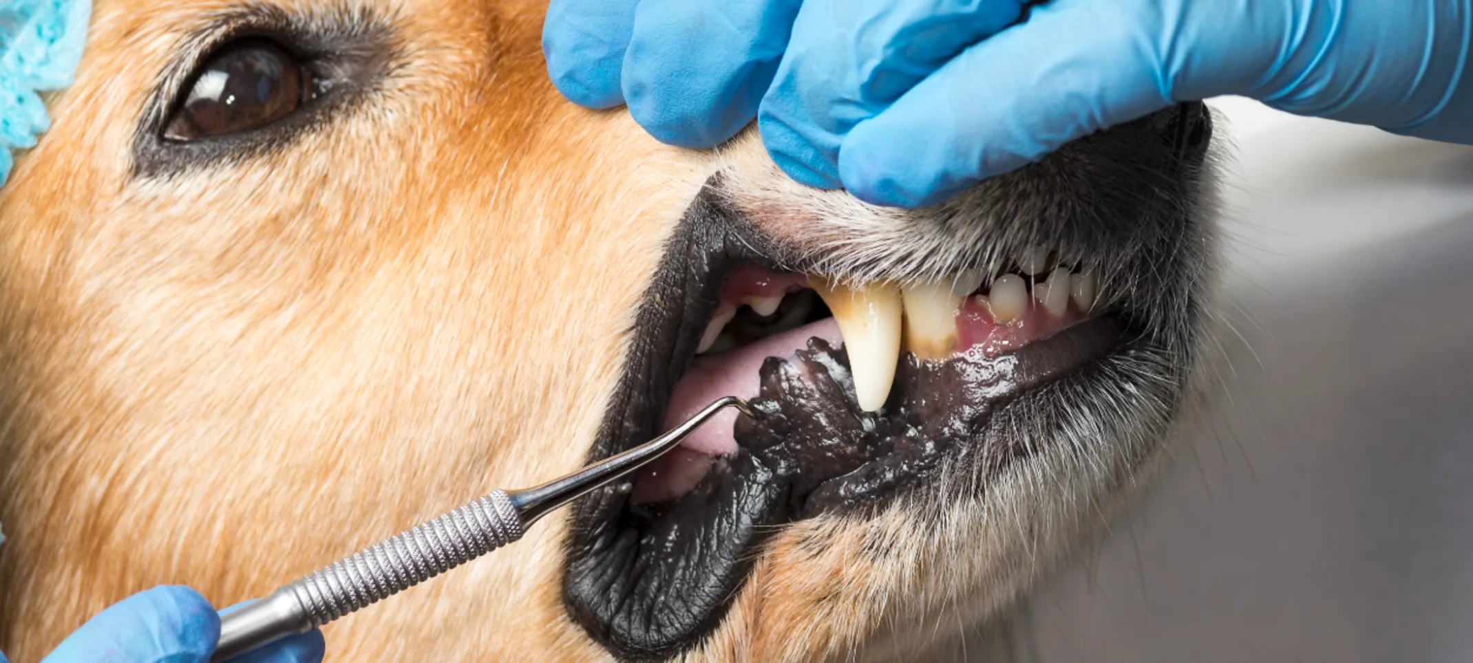 Dog getting dental work 