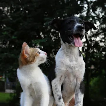 Tabby white cat sitting next to a black and white dog looking up at him in a park.