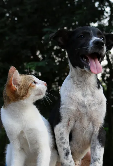 Tabby white cat sitting next to a black and white dog looking up at him in a park. Tabby white cat sitting next to a black and white dog looking up at him in a park.
