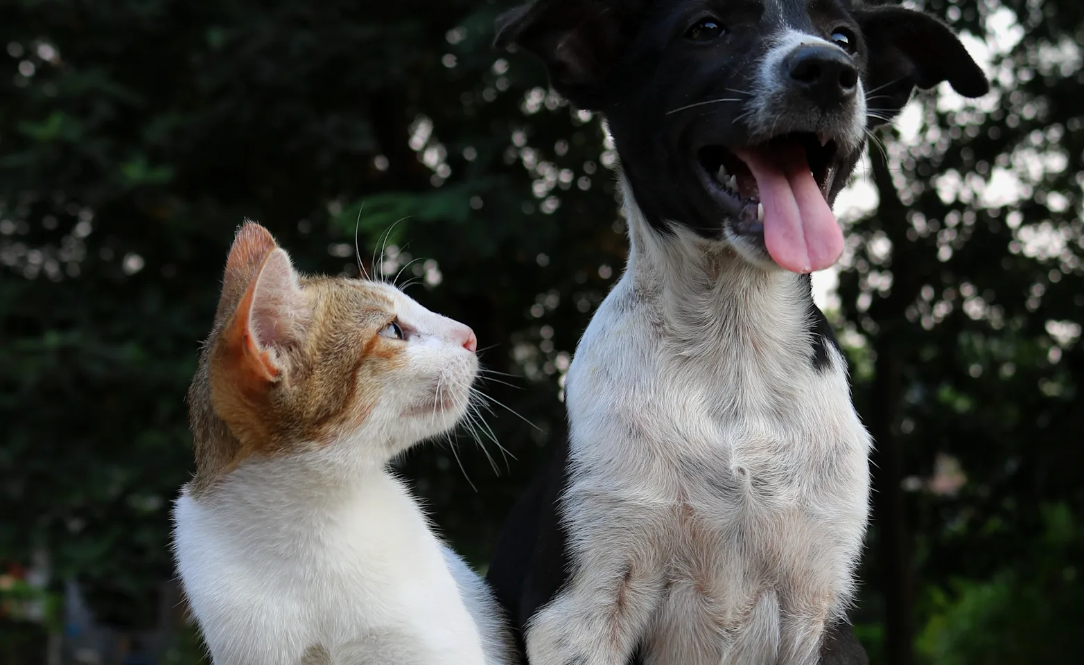 Tabby white cat sitting next to a black and white dog looking up at him in a park.