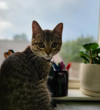 Squirrel Squirrel