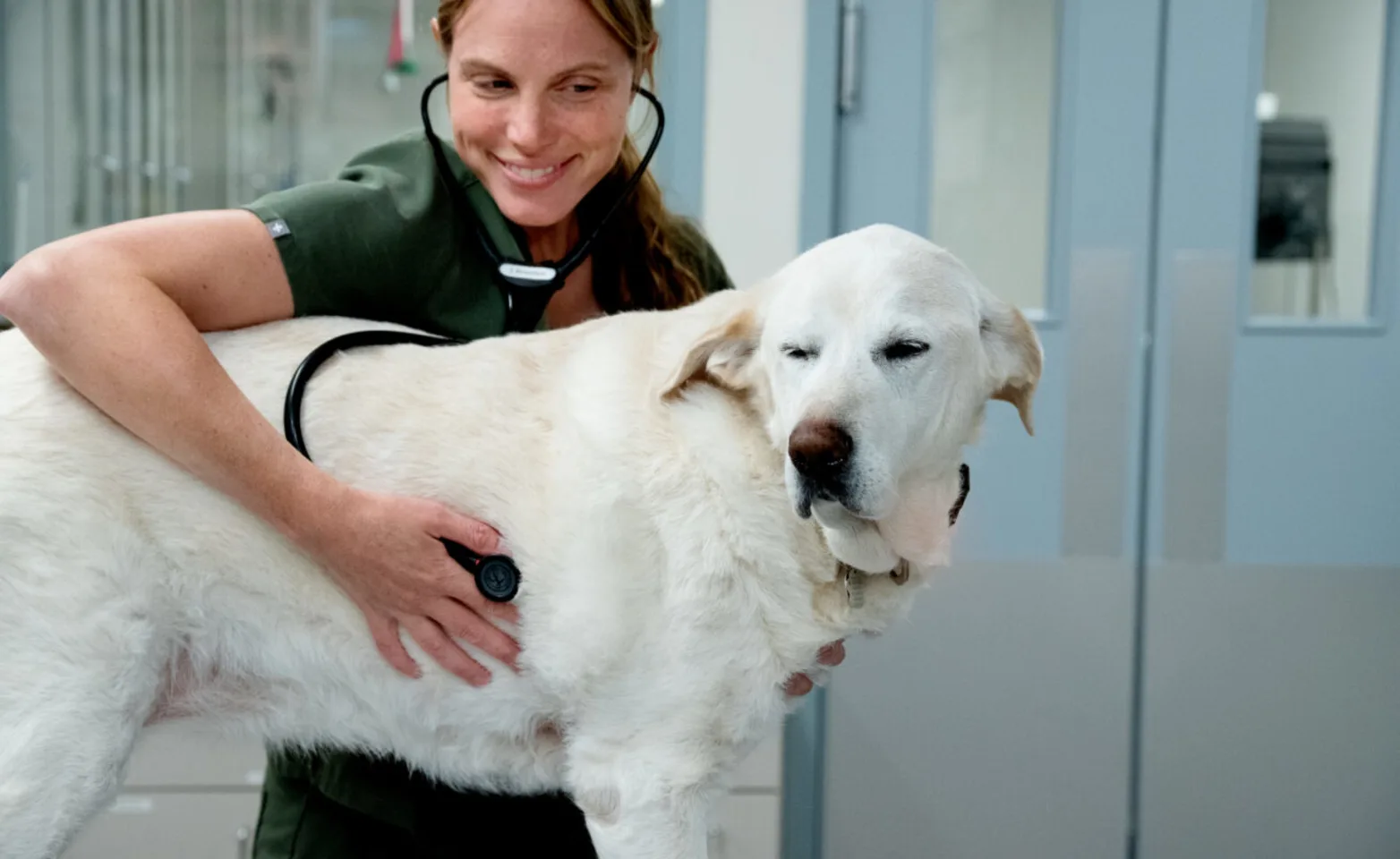 Vet examining dog Vet examining dog