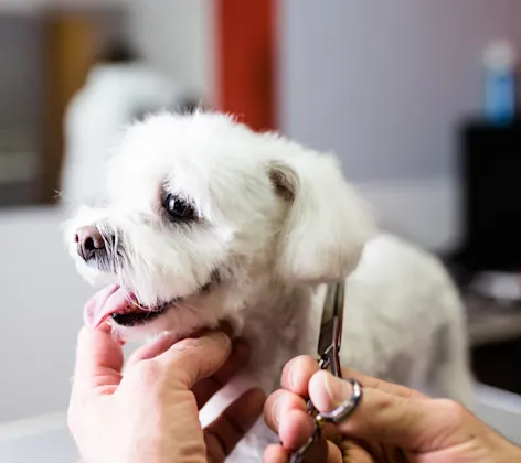 Dog Getting a Face Trim Dog Getting a Face Trim