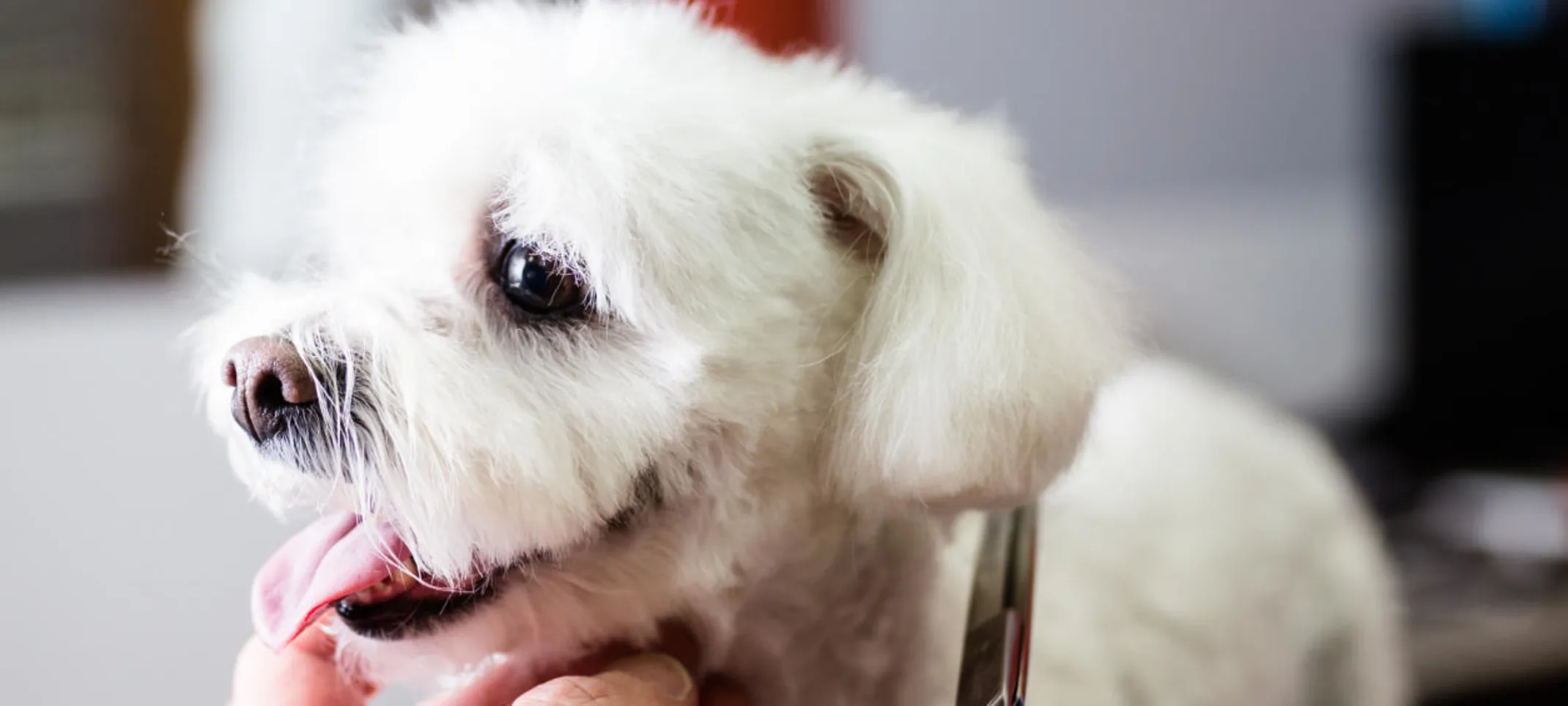 Dog Getting a Face Trim Dog Getting a Face Trim