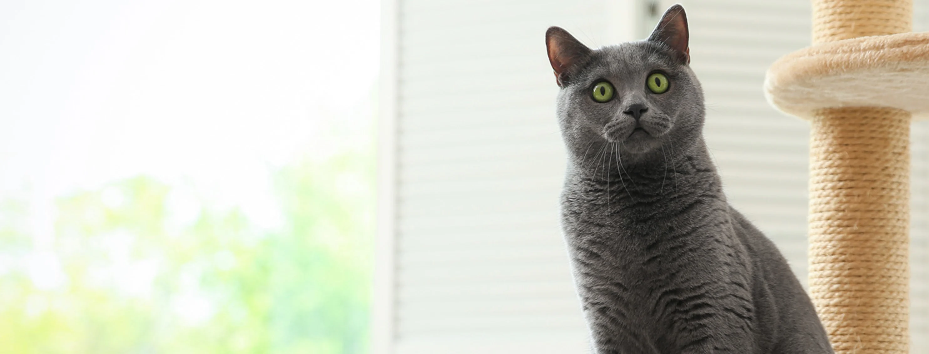 Gray cat on cat tree