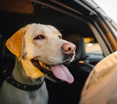 Happy Dog Looking Out the Car Window Happy Dog Looking Out the Car Window