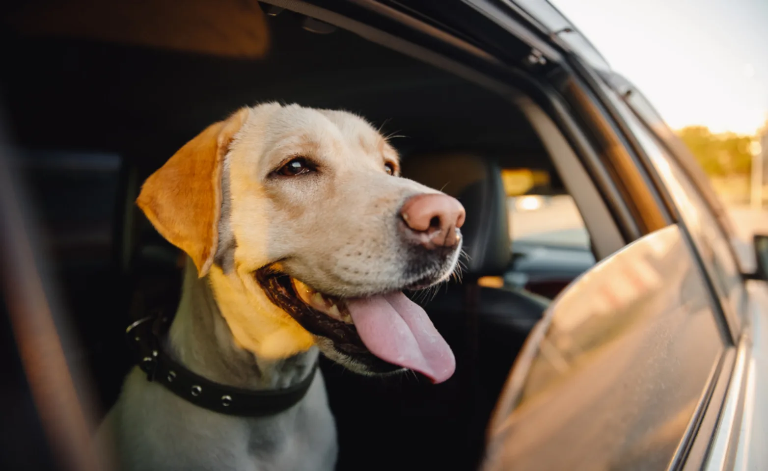 Happy Dog Looking Out the Car Window Happy Dog Looking Out the Car Window