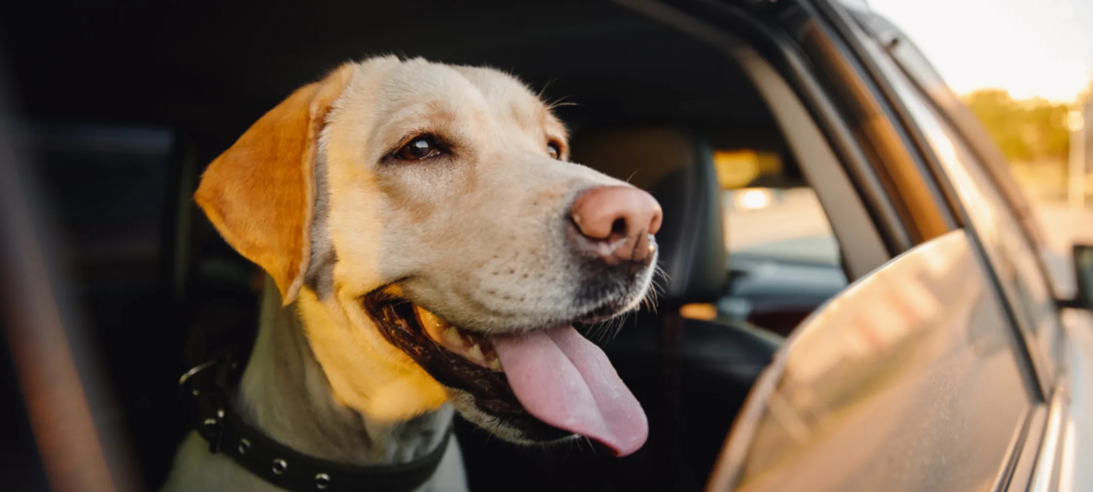 Happy Dog Looking Out the Car Window Happy Dog Looking Out the Car Window