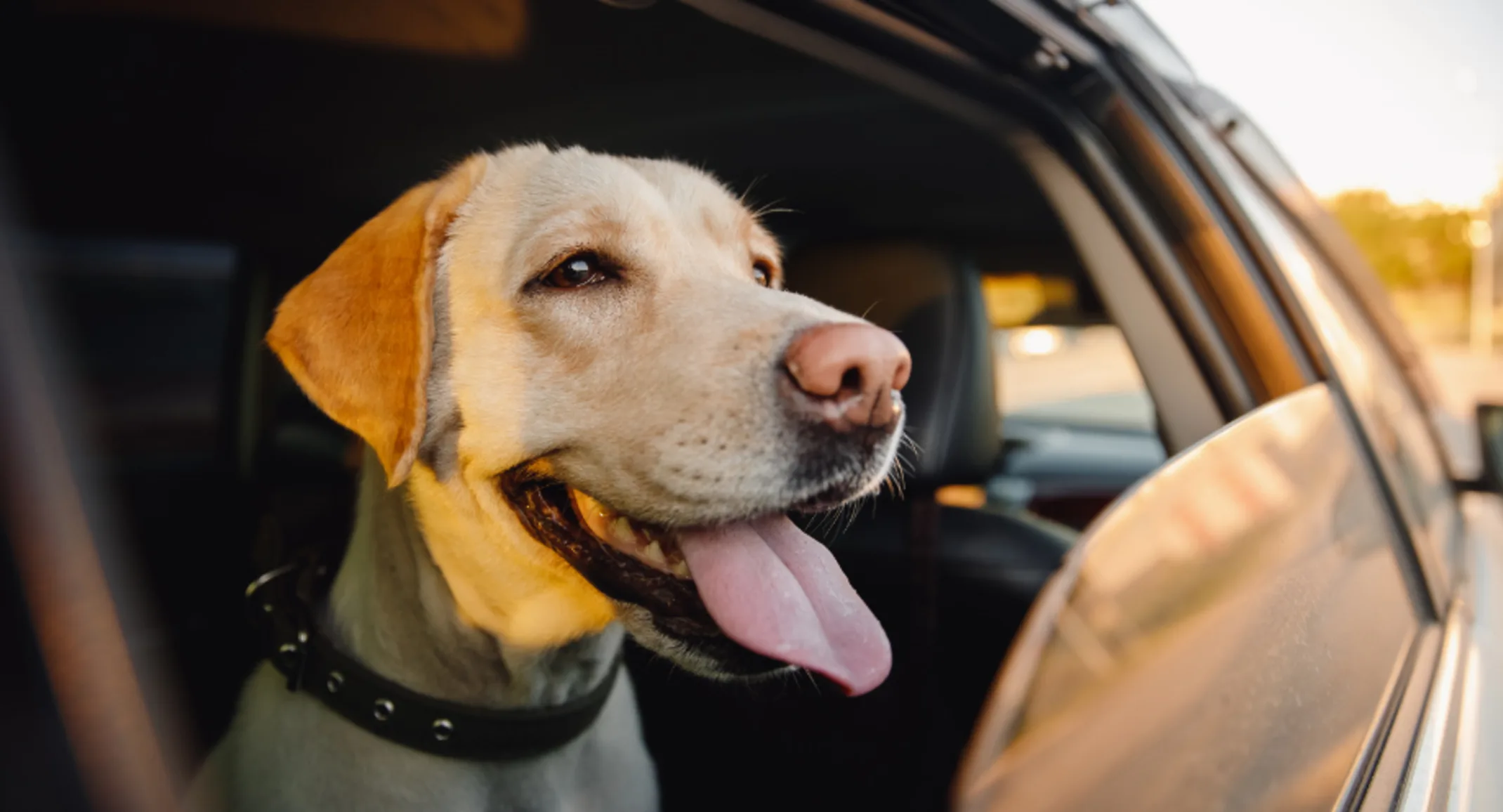 Happy Dog Looking Out the Car Window Happy Dog Looking Out the Car Window