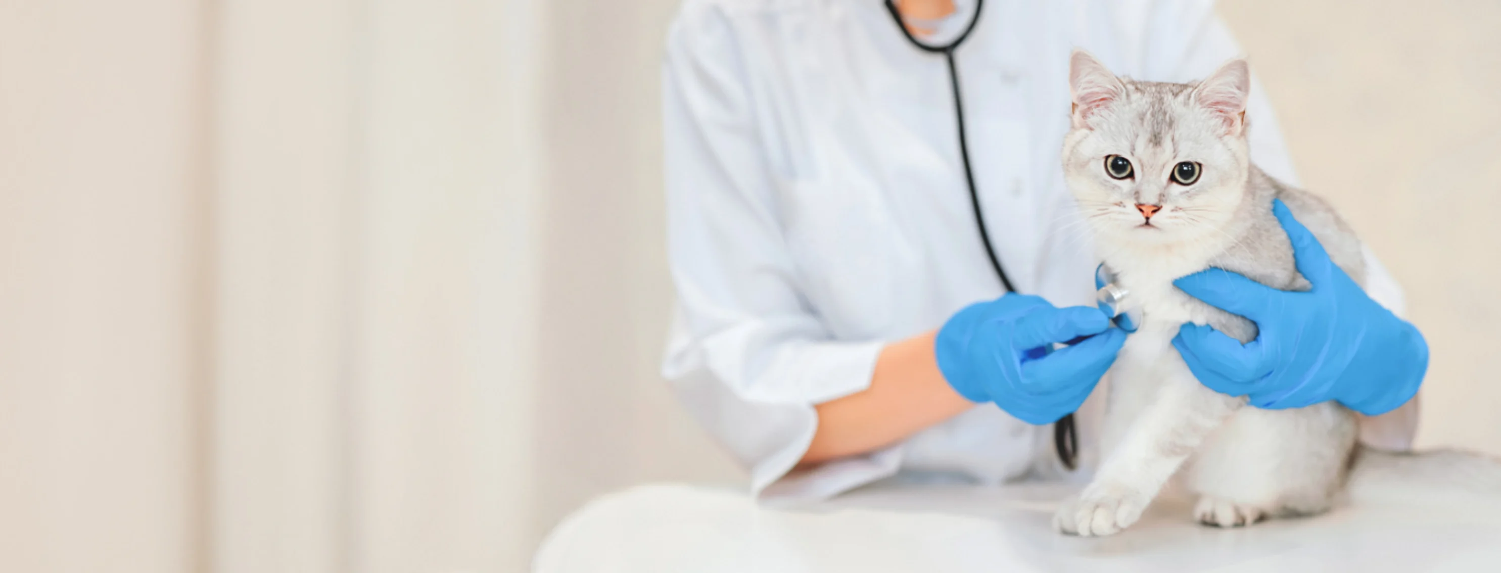 Cat Looking at Camera While Being Examined by Veterinarian Cat Looking at Camera While Being Examined by Veterinarian