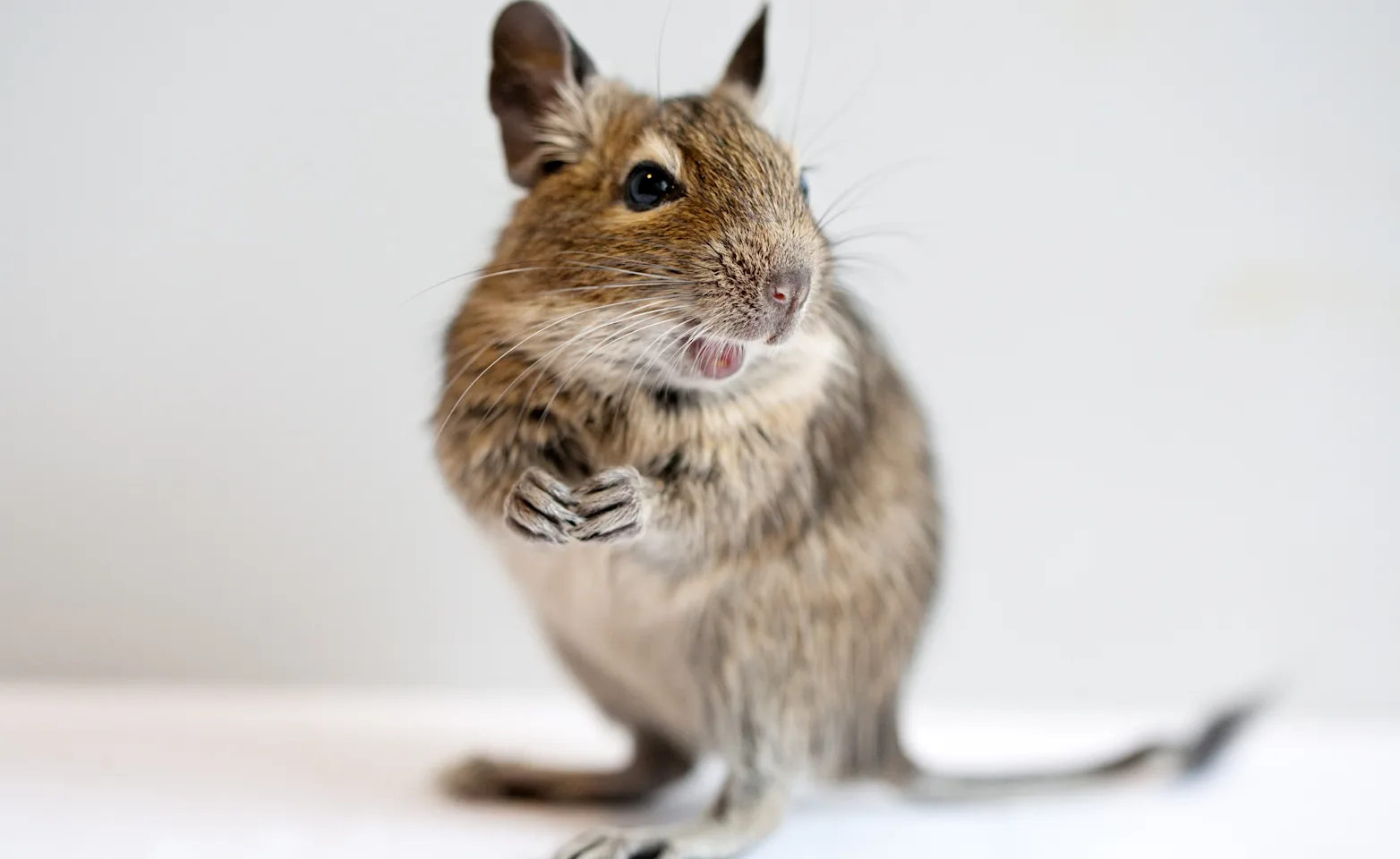 Degu Degu