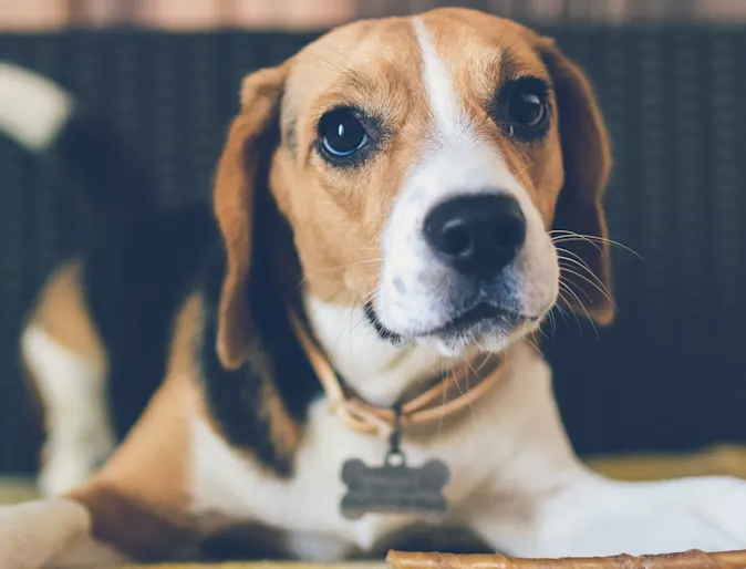 Dog Dog