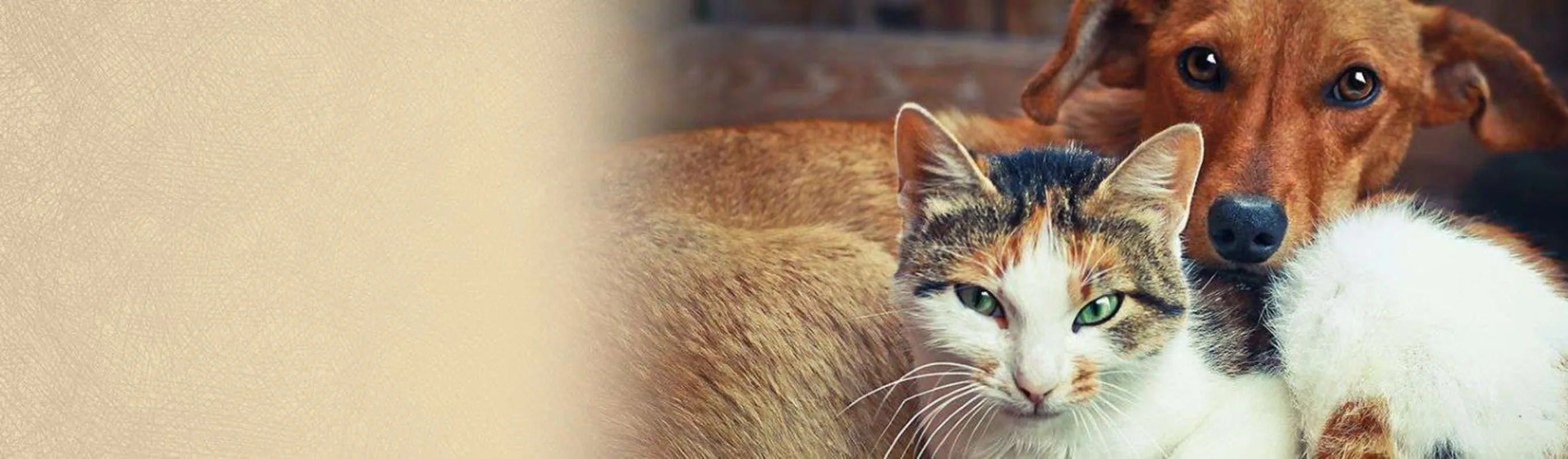 Dog and Cat Looking at Camera with Beige Textured Background Dog and Cat Looking at Camera with Beige Textured Background