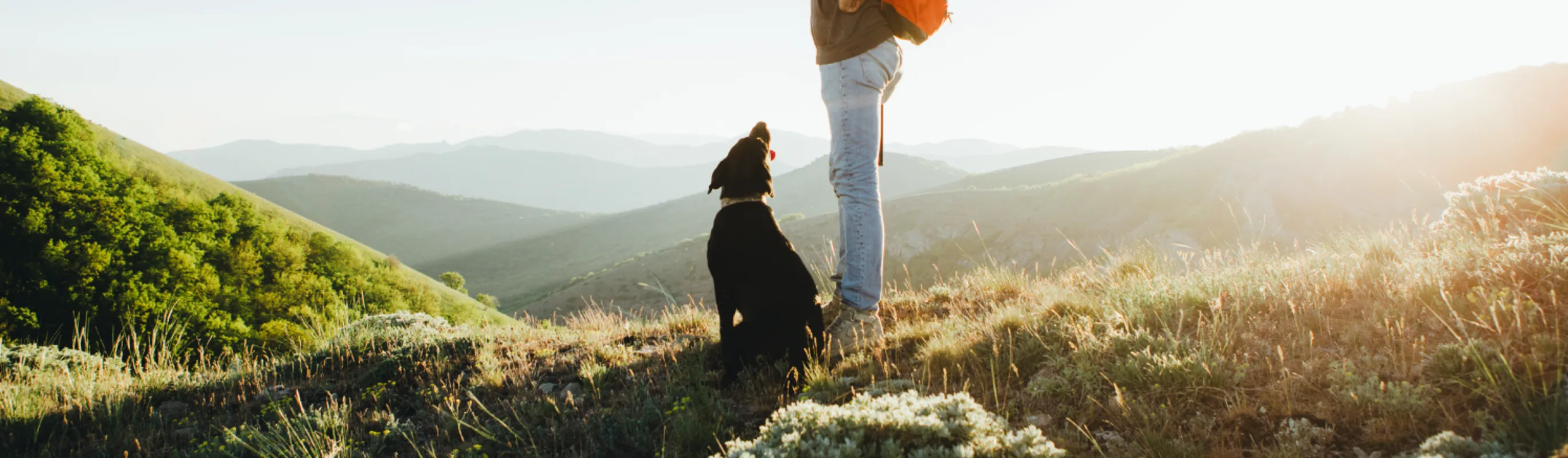 Dog looking up at its owner standing above him with a nature scene surrounding