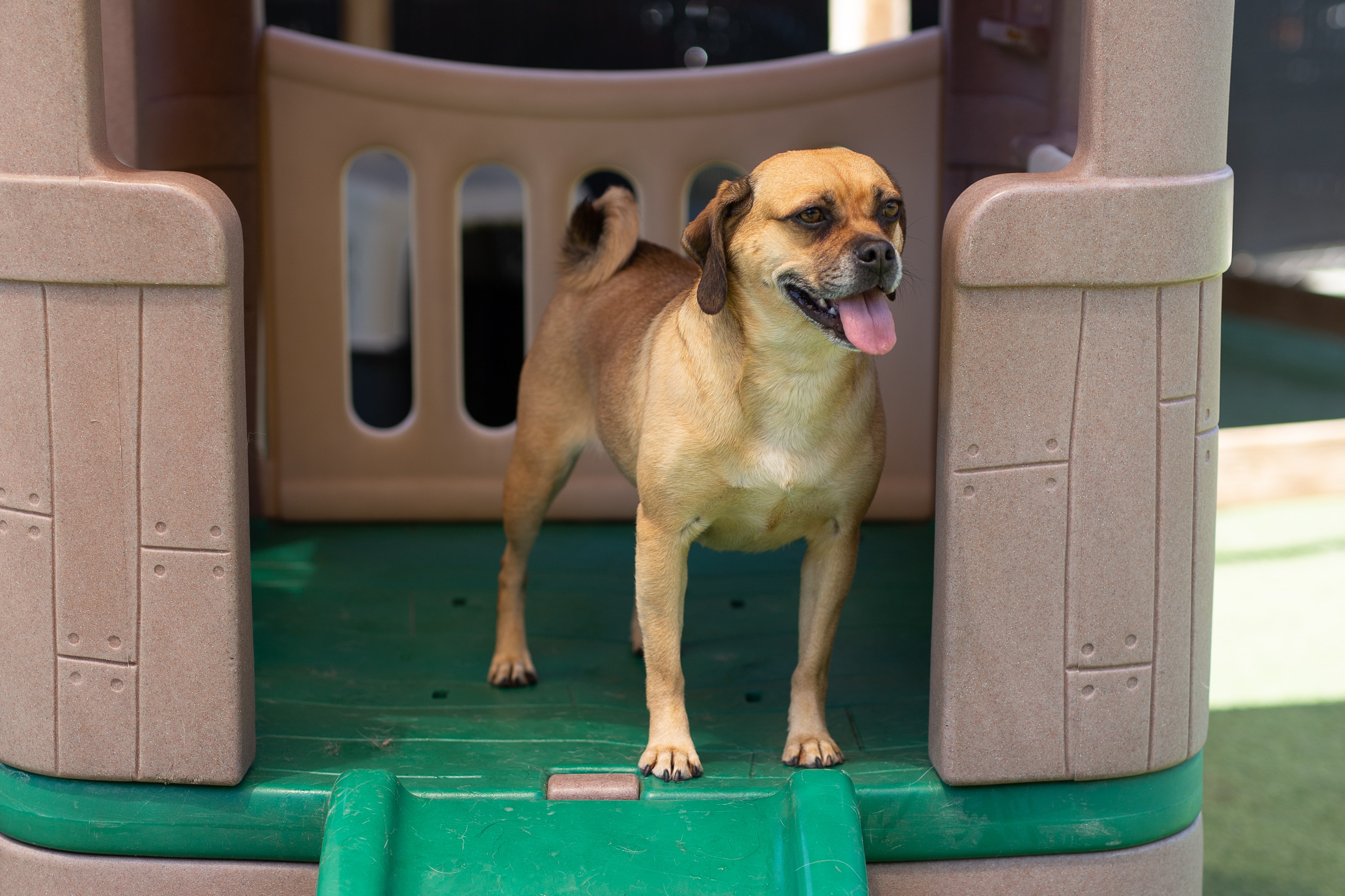 Dog on slide at Bowhaus in Boulder, CO