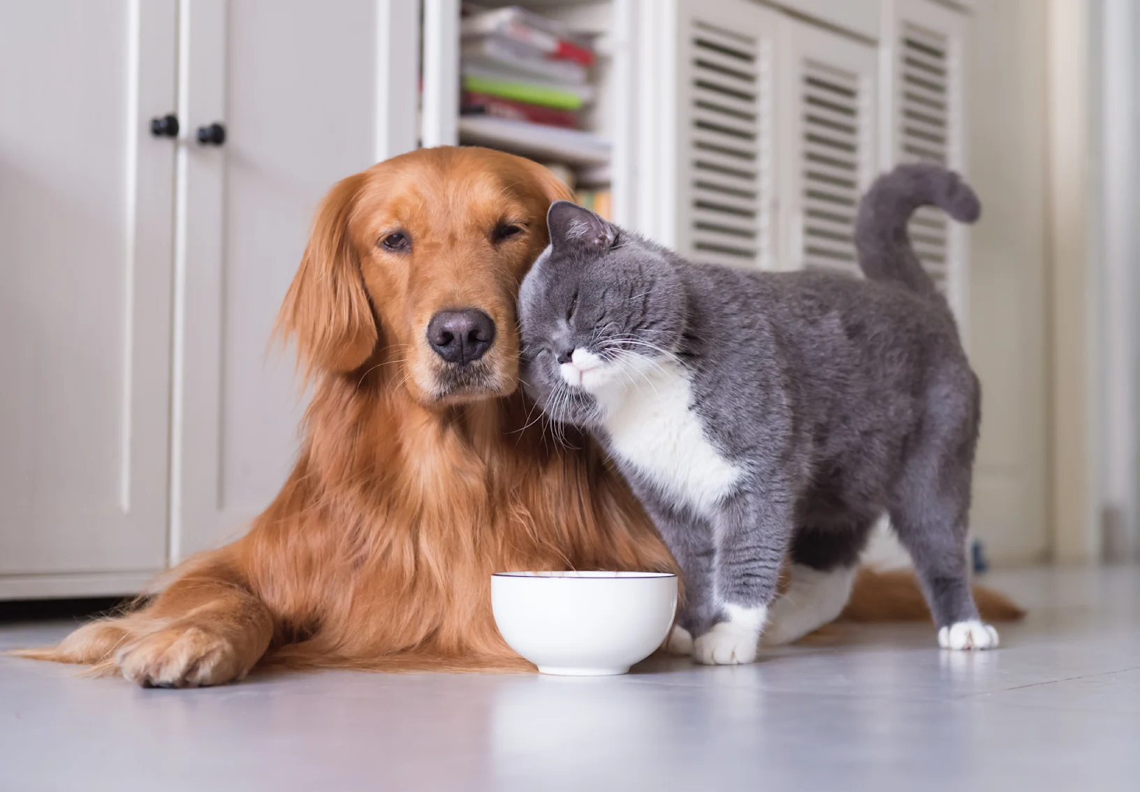 Dog and cat next to white food bowl Dog and cat next to white food bowl