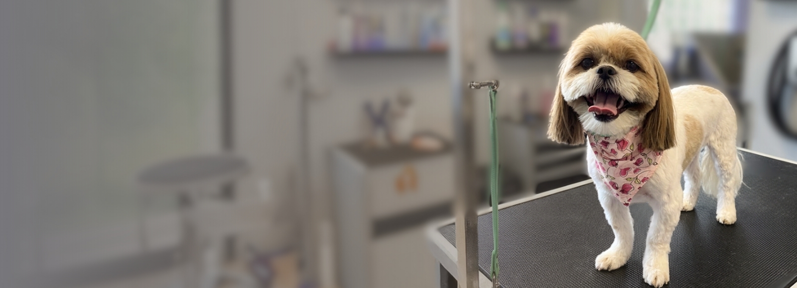 Smiling dog on grooming table