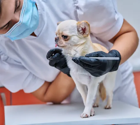 Small dog getting a dental service.