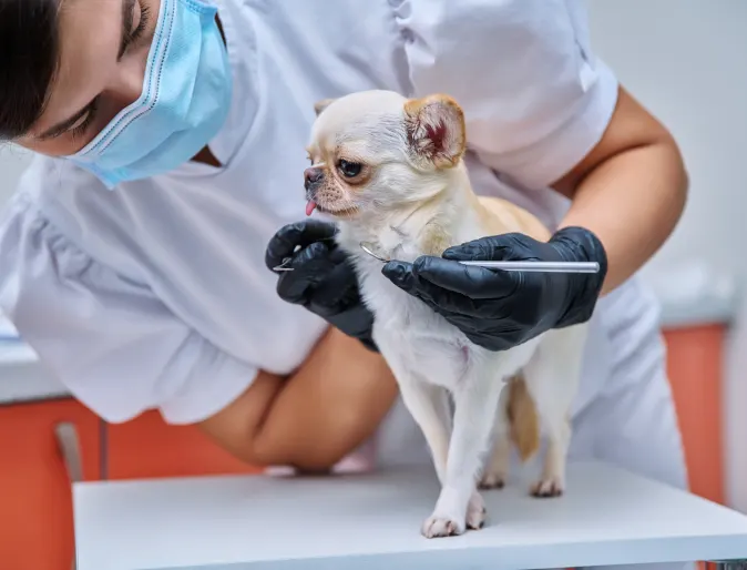 Small dog getting a dental service.