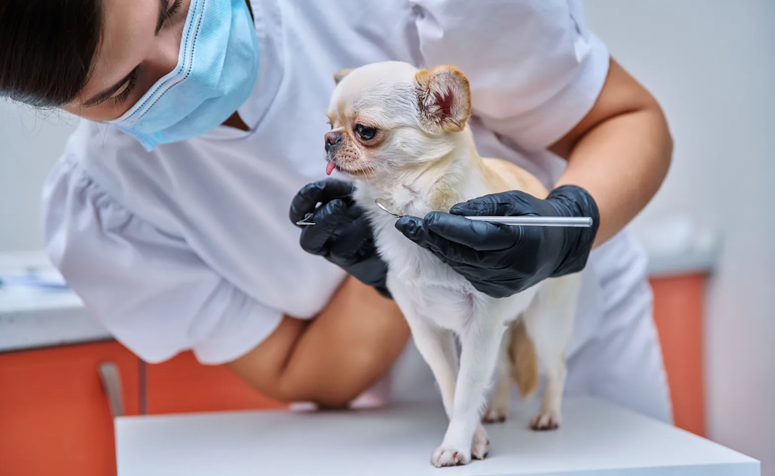 Small dog getting a dental service. Small dog getting a dental service.