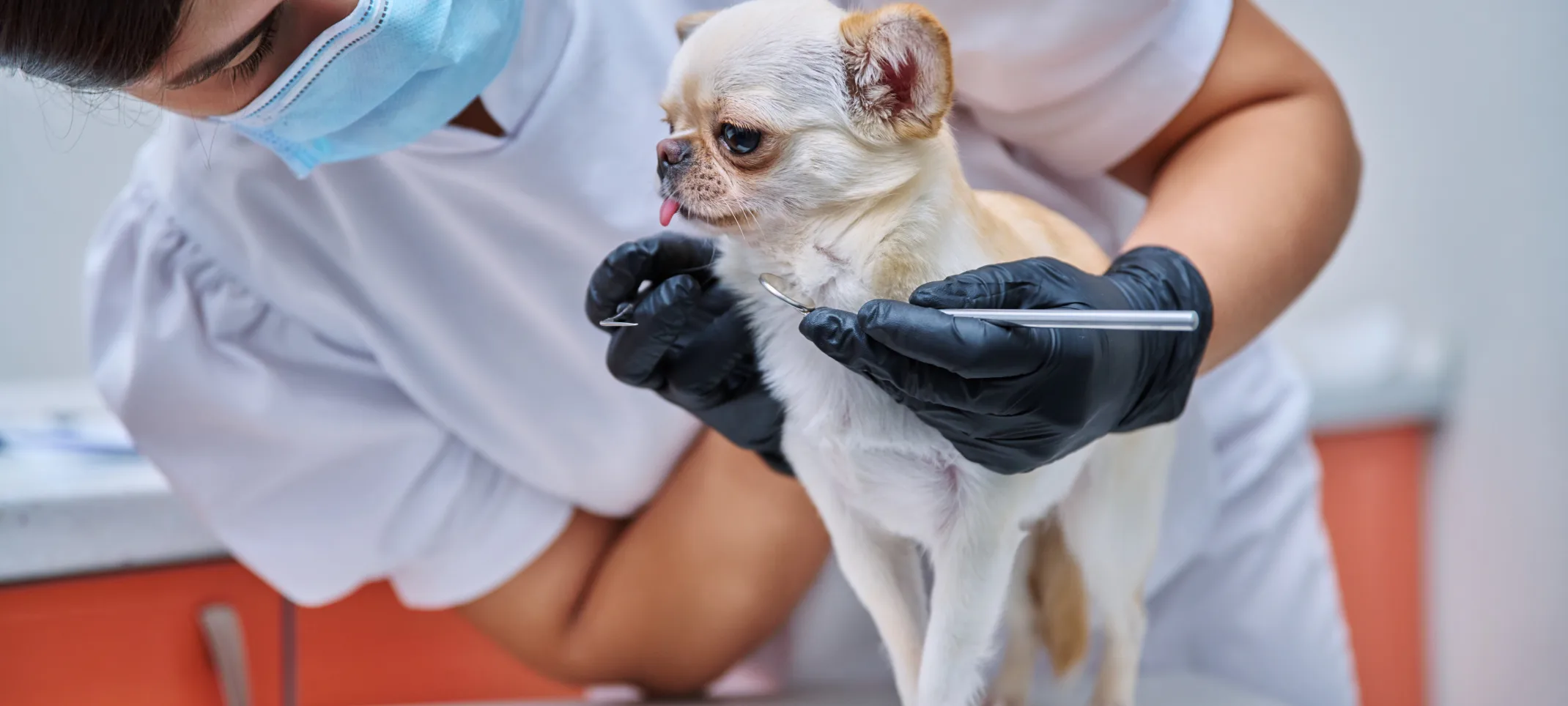 Small dog getting a dental service.