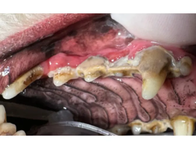 Grade 4 upper Grade 4 upper