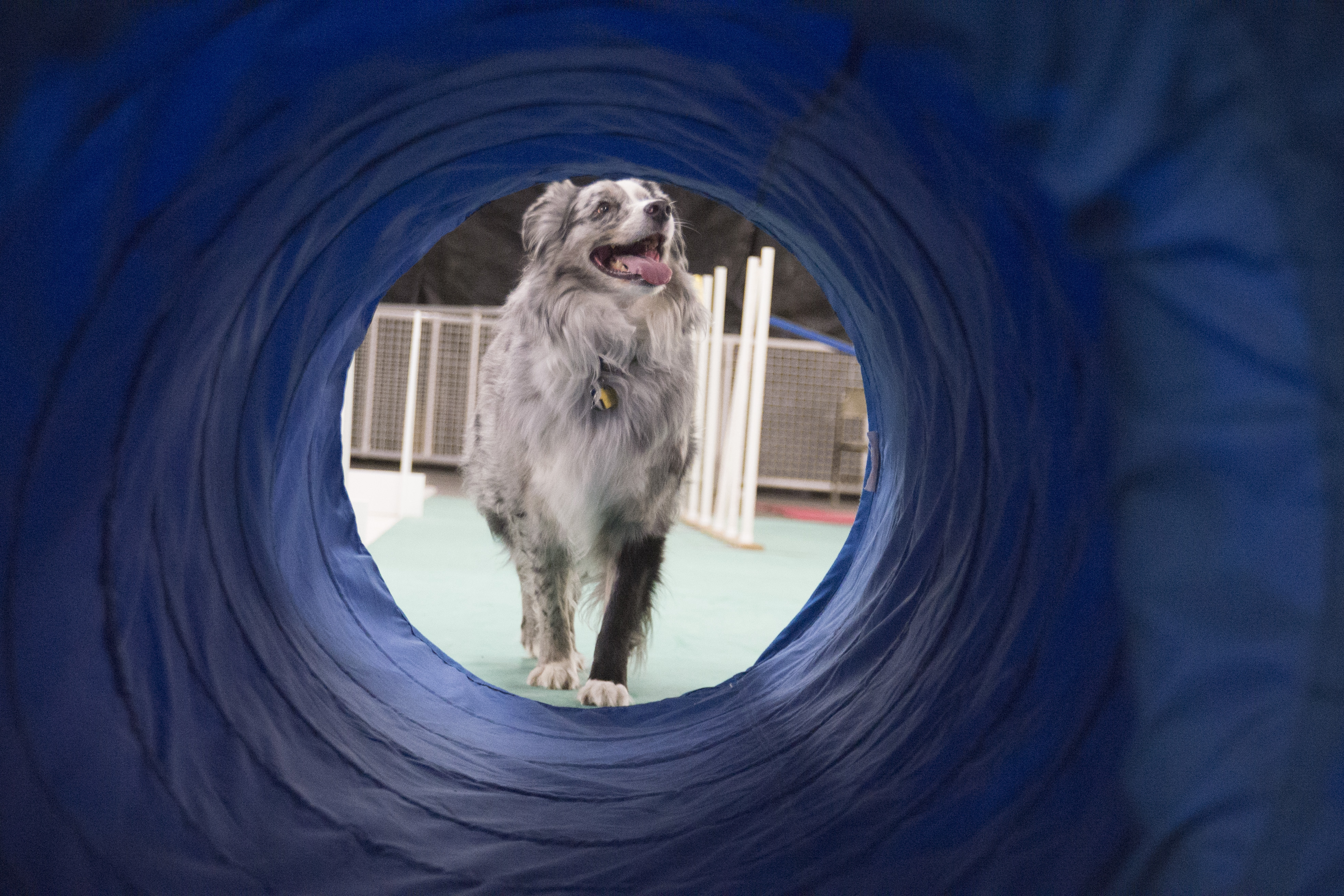 The Pet Spot Agility