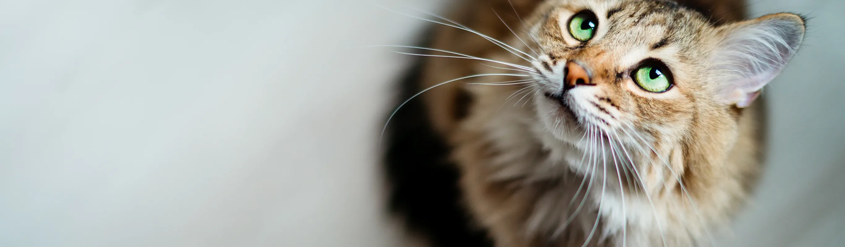 cat with green eyes looking up cat with green eyes looking up